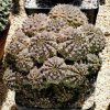 Gymnocalycium_uebelmannianu